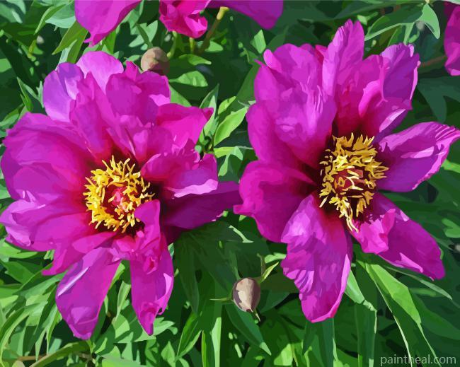 Purple Peonies Painting By Numbers Kits