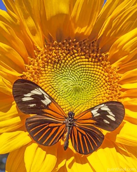 Sunflower Butterfly Painting By Numbers Kits