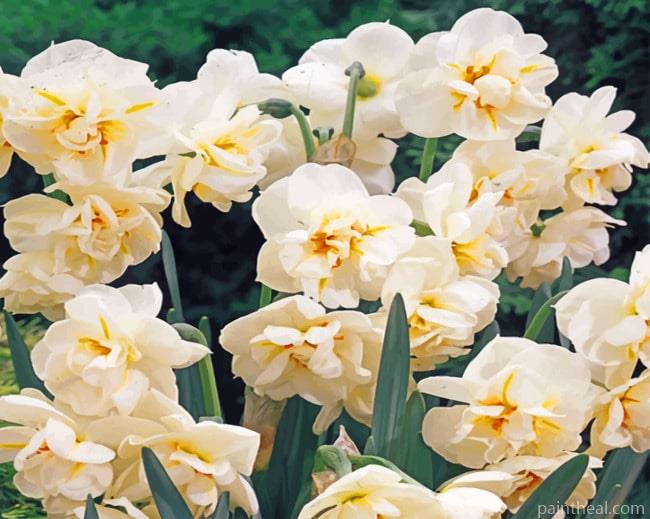 Daffodil Flowers Painting By Numbers Kits