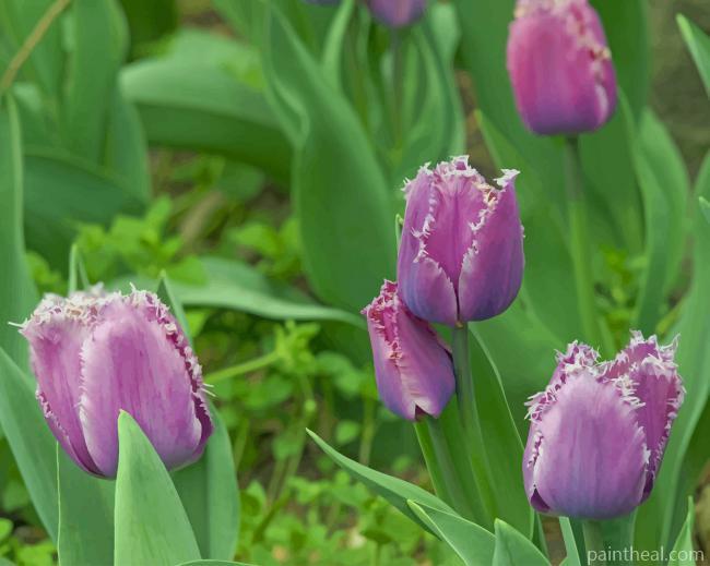 Purple Fringed Tulips Painting By Numbers Kits