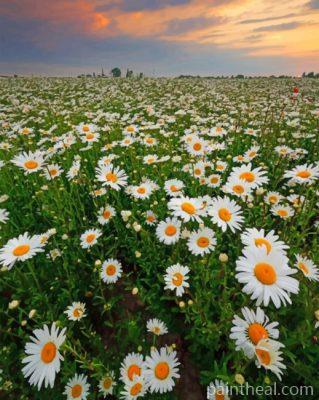 Daisy Field Painting By Numbers Kits