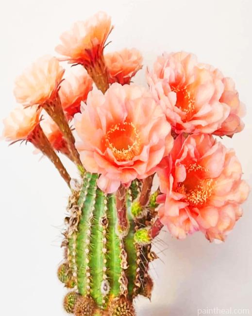 Echinopsis Cactus Painting By Numbers Kits