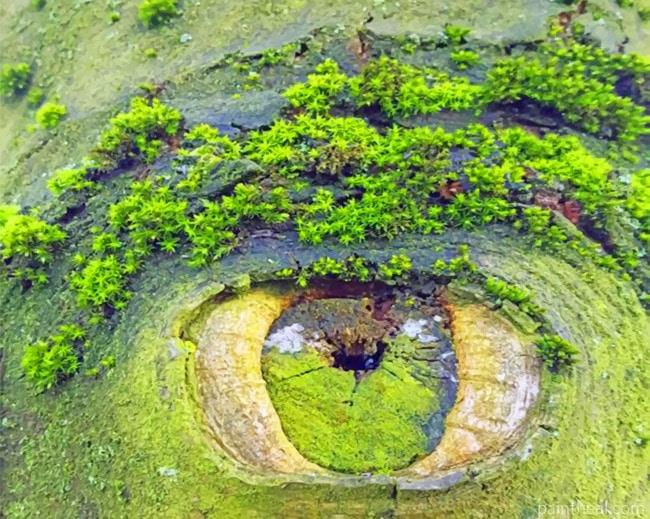 Mother's Nature Eye Landscape Painting By Numbers Kits