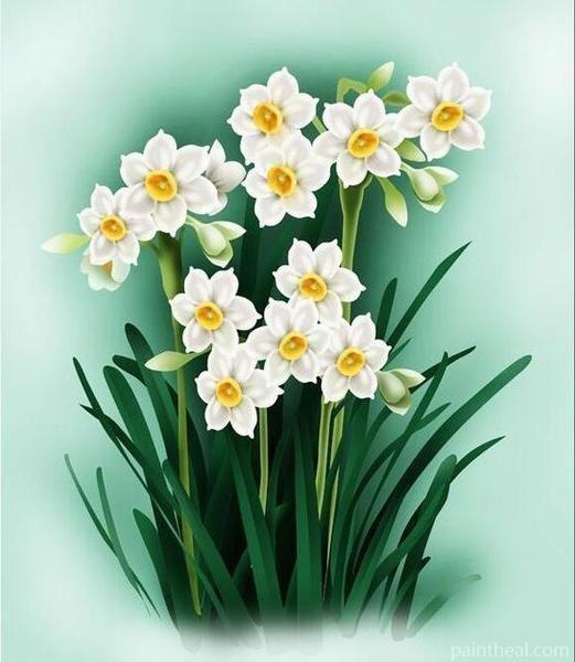 Daffodil Flowering Plant Painting By Numbers Kits