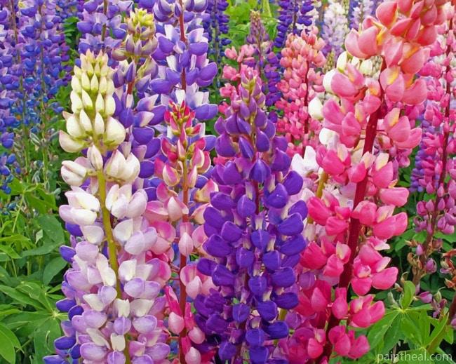 Colorful Lupine Flowers Painting By Numbers Kits