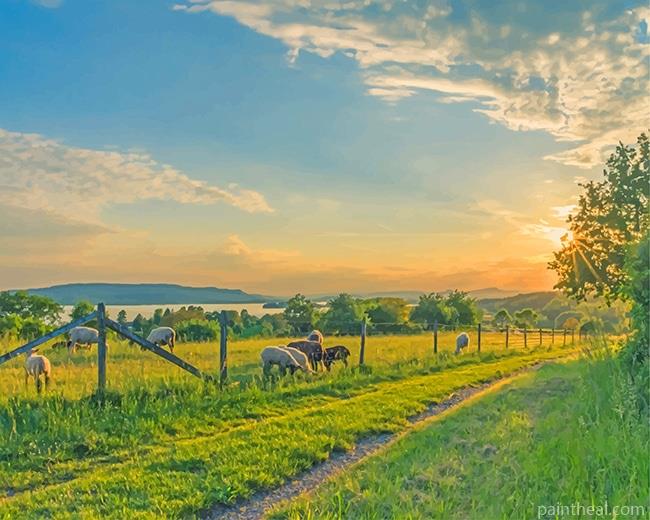 Sheep Field NEW Painting By Numbers Kits