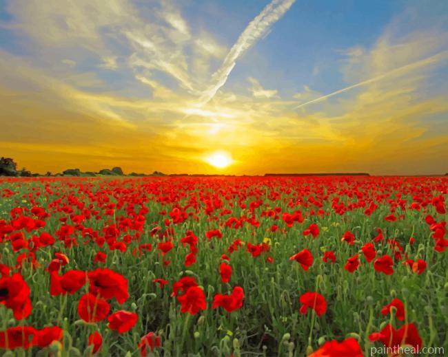 Red Poppy Field Painting By Numbers Kits