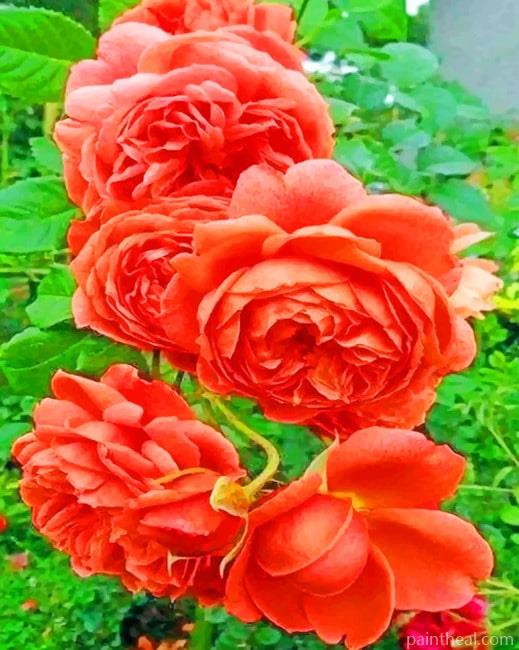 Damask Roses Painting By Numbers Kits