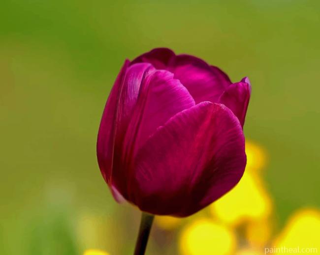 Purple Tulip Flower Painting By Numbers Kits