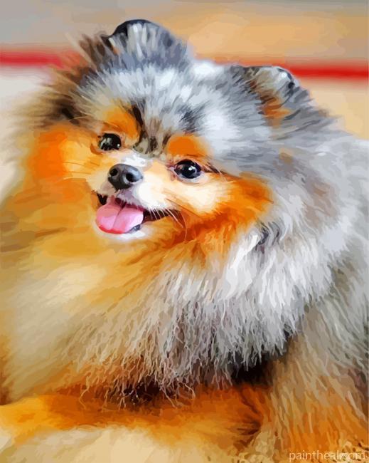 Pomeranian Puppy Painting By Numbers Kits