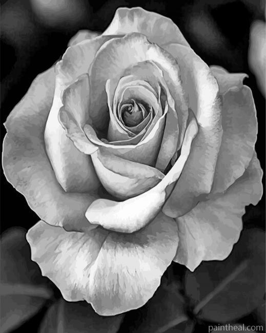 Realistic Roses Black And White Painting By Numbers Kits