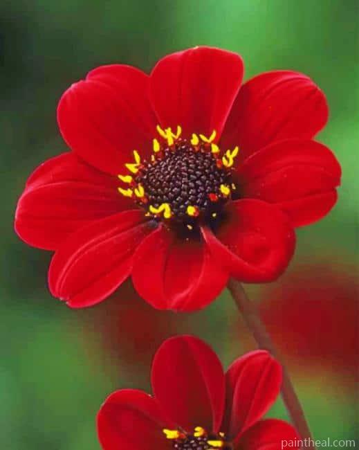 Red Flowering Plant Painting By Numbers Kits