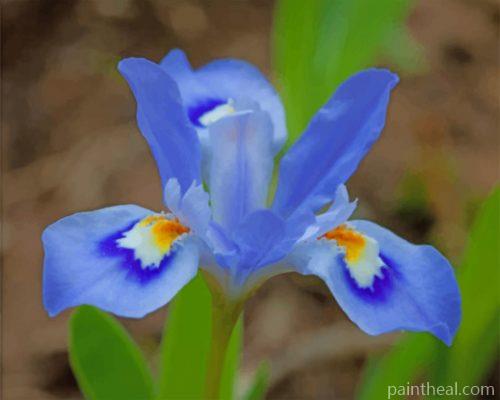 Blue Iris Flowers Painting By Numbers Kits
