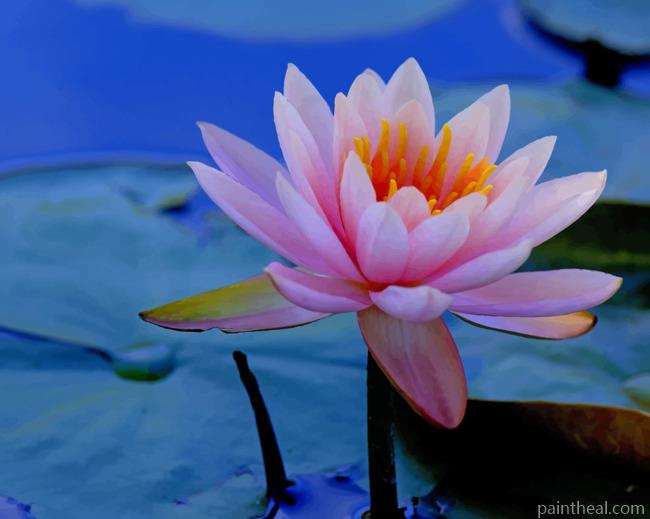 Water Lilies Flower Painting By Numbers Kits