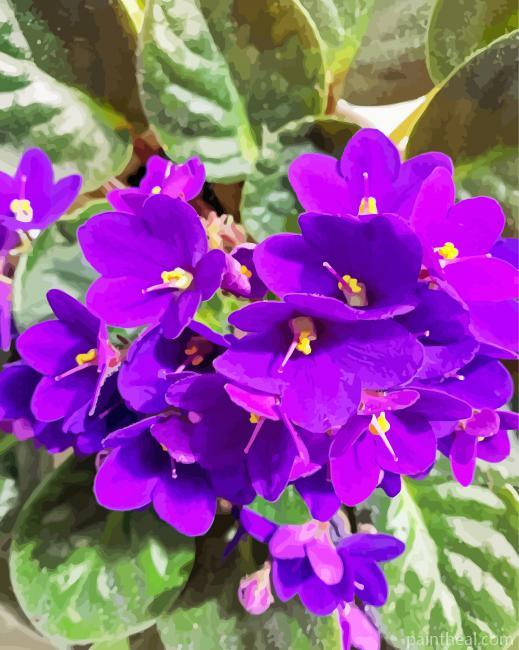 African Violets Painting By Numbers Kits