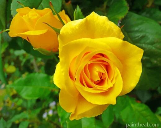 Yellow Roses Blooms Painting By Numbers Kits