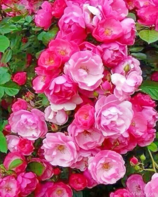 Angela Roses Painting By Numbers Kits