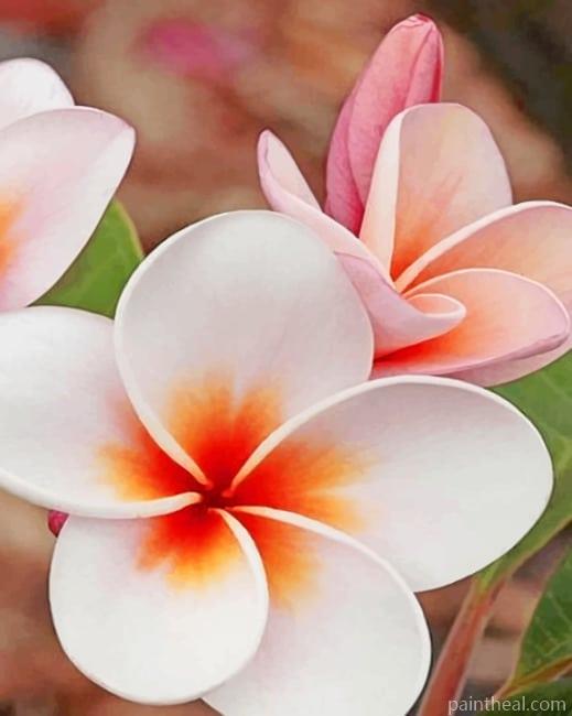 Frangipani Flower Painting By Numbers Kits