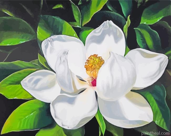 White Magnolia Flower Art Painting By Numbers Kits
