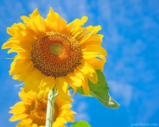 Common Sunflowers Painting By Numbers Kits