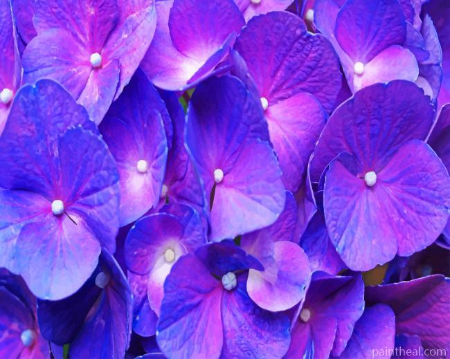 Purple Hydrangea Painting By Numbers Kits