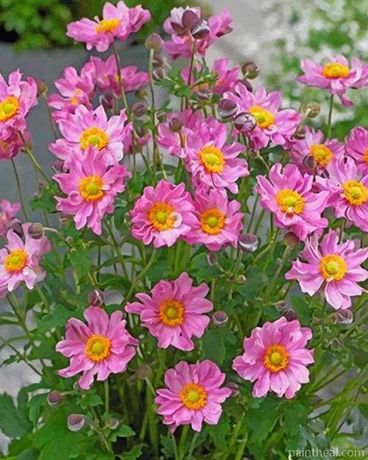 Pink Aster Flowers Painting By Numbers Kits