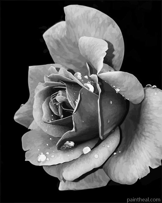 Black And White Rose Painting By Numbers Kits