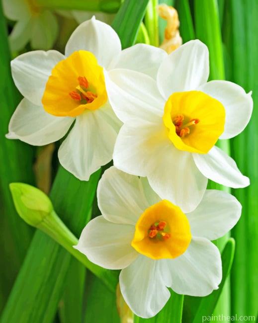 Narcissus Flowers Painting By Numbers Kits