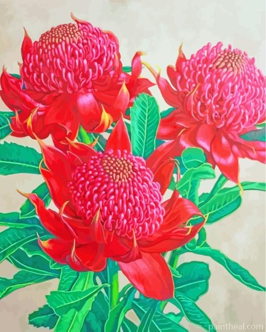 Aesthetics Waratah Plants Painting By Numbers Kits
