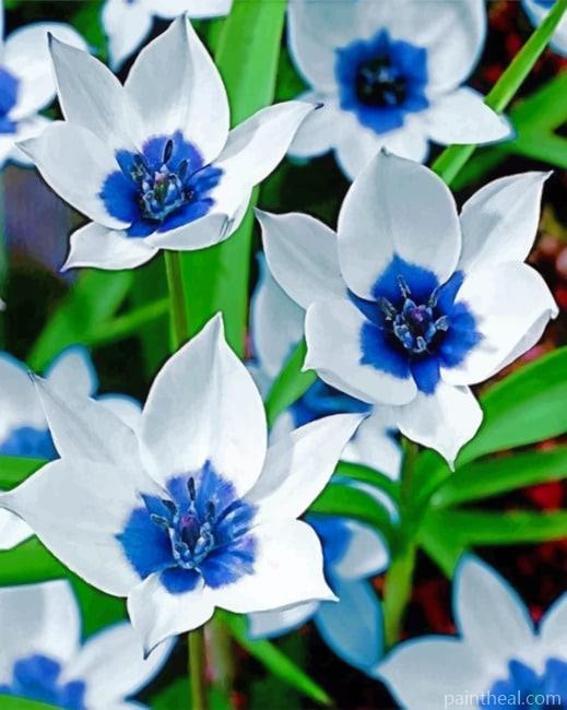 Blue And White Flowers Painting By Numbers Kits