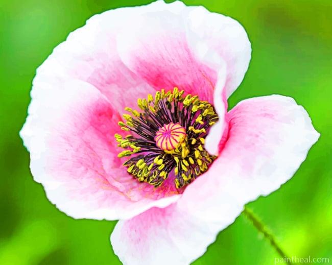 Pink Poppy Flower Painting By Numbers Kits
