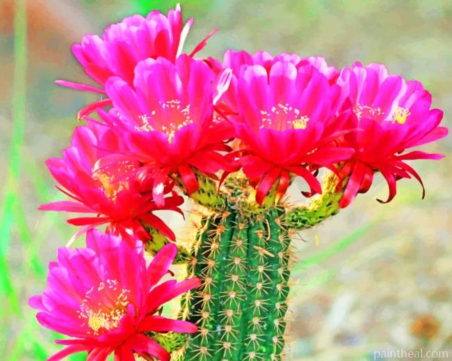 Cactus Bloom Flowers Painting By Numbers Kits