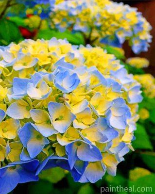 Blue And Yellow Hydrangea Painting By Numbers Kits