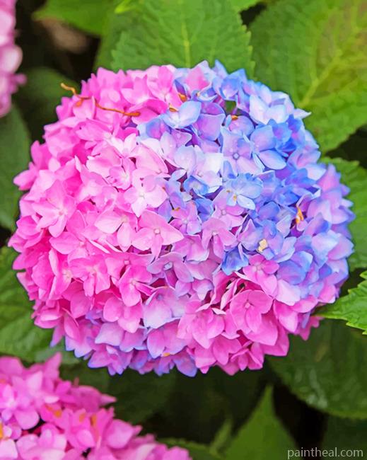 Blue And Pink Hydrangea Painting By Numbers Kits