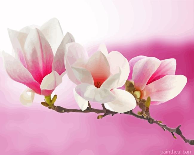 Pink White Magnolia Plant Painting By Numbers Kits