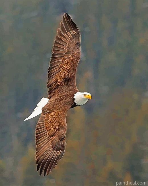 Cool Flying Eagle NEW Painting By Numbers Kits
