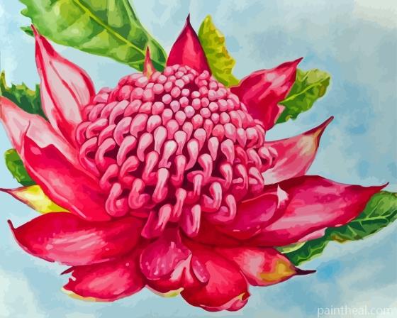 Aesthetic Waratah Painting By Numbers Kits