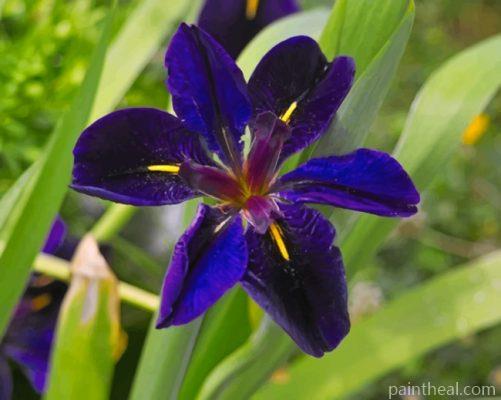 Iris Louisiana Painting By Numbers Kits