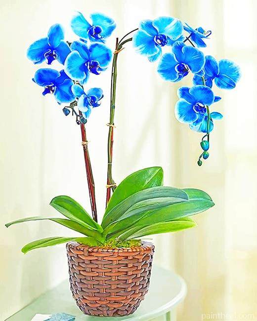 Blue Orchid Pot Painting By Numbers Kits