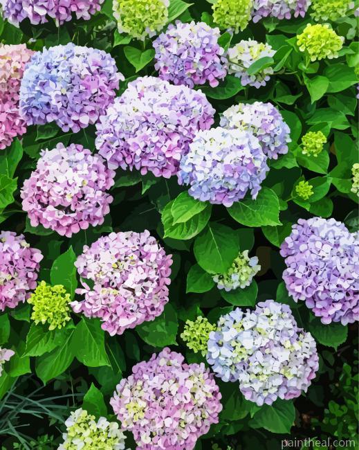 Hydrangea Flowers Royalty Painting By Numbers Kits
