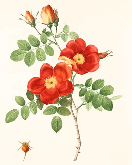 Austrian Briar Rose Painting By Numbers Kits