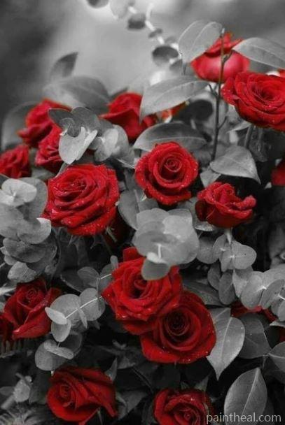 Black And White Red Roses Painting By Numbers Kits
