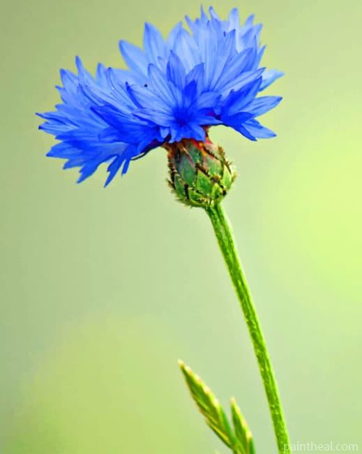 Cornflower Plant Painting By Numbers Kits