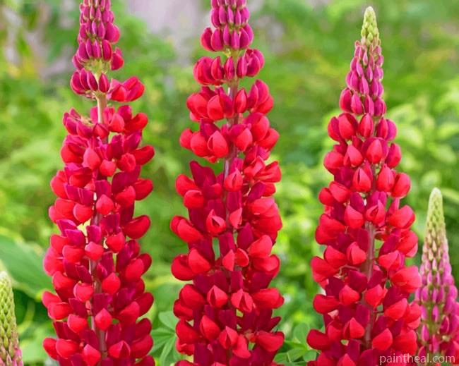 Red Lupine Flowers Painting By Numbers Kits