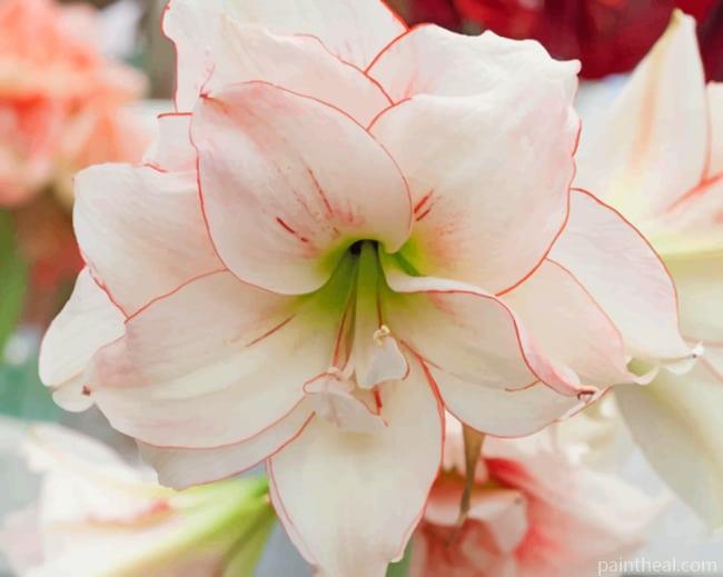Elvas Amaryllis Painting By Numbers Kits