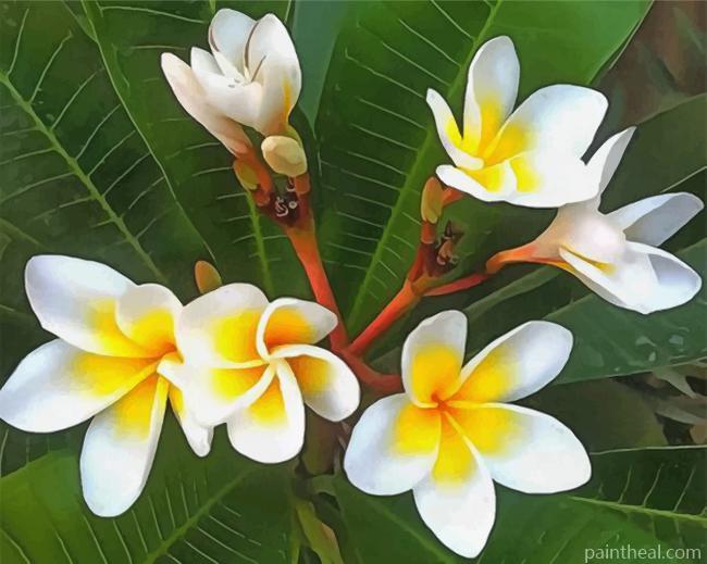 White Frangipani Painting By Numbers Kits