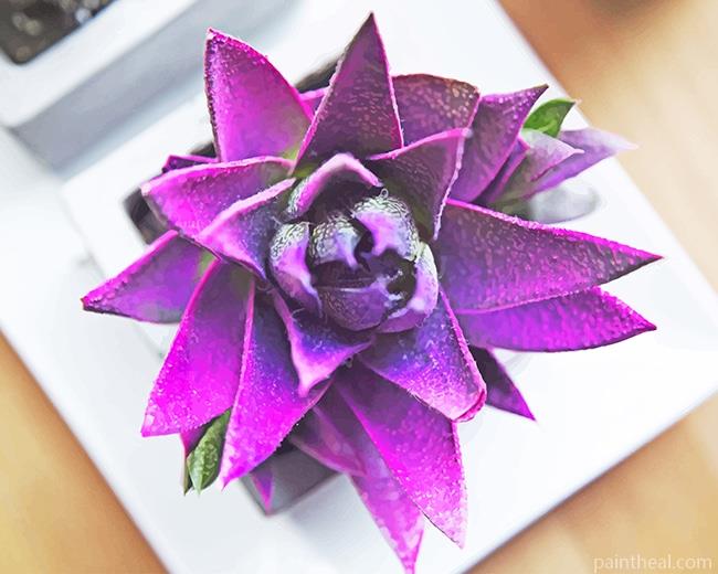 Lovely Purple Succulent Painting By Numbers Kits