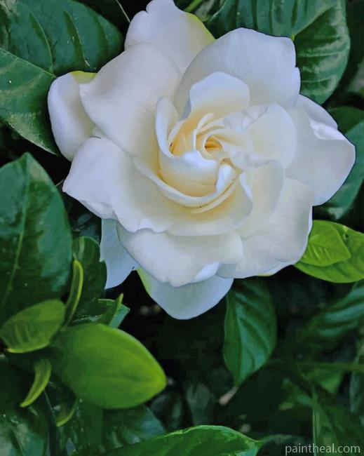 White Rose Painting By Numbers Kits