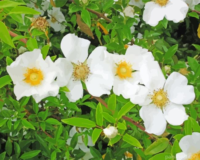 White Cherokee Roses Painting By Numbers Kits