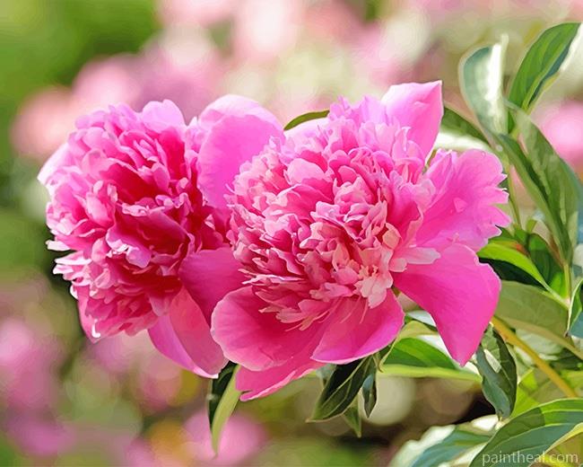 Pink Peonies Painting By Numbers Kits
